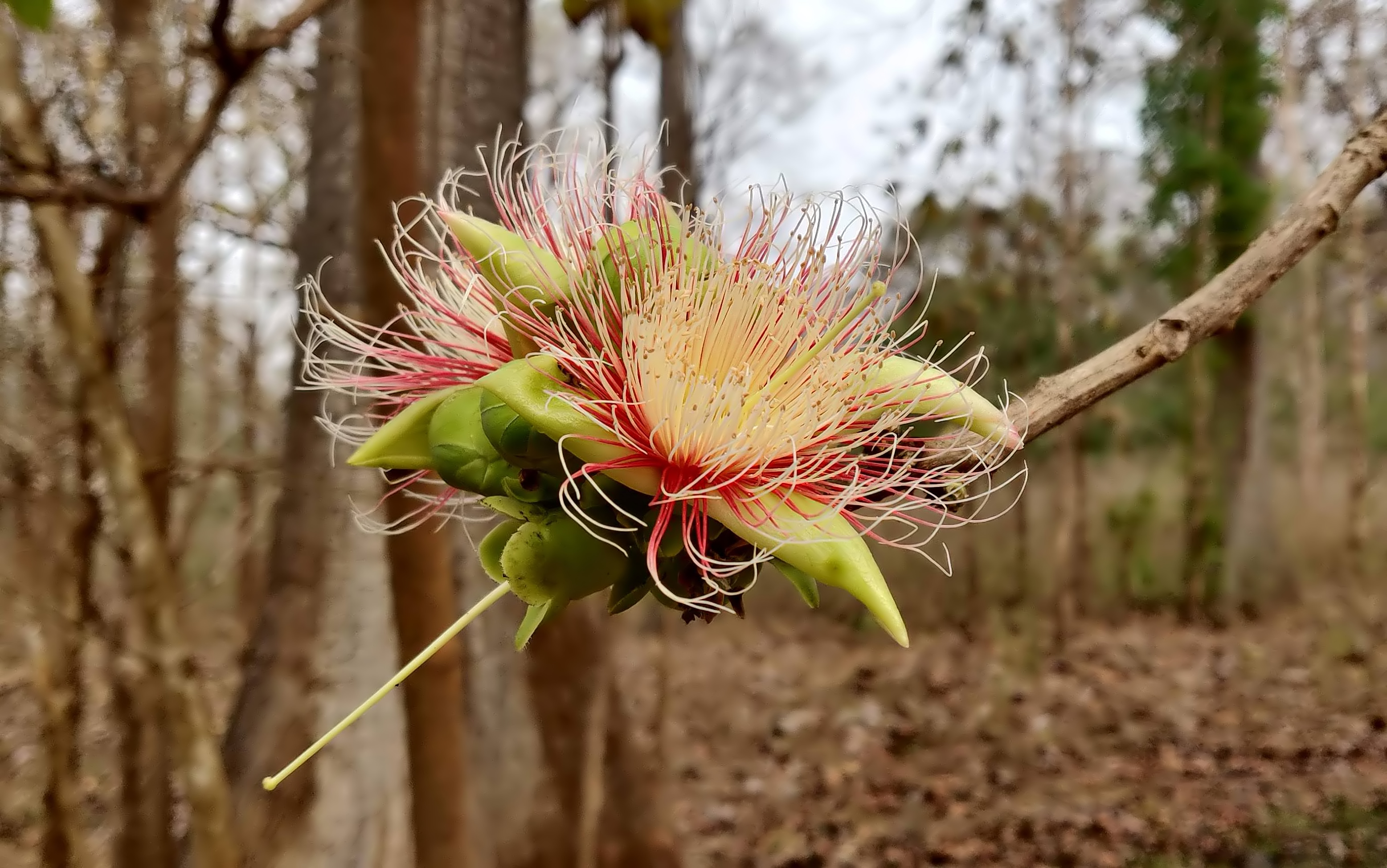 Wild Guava